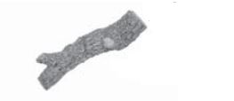 RHP Charred Evergreen Split Oak Top Left Log #7 - ENSL10TY ** - Chimney Cricket