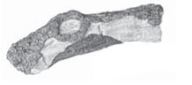 RHP 15" Charred Split Top Log - CHSL15TL ** - Chimney Cricket
